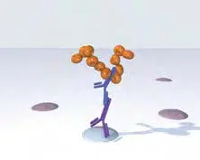 Immpress polymer kits add immpress reagent Immpress polymer kits add immpress reagent