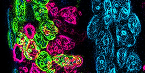 fluo 1 fluo 1