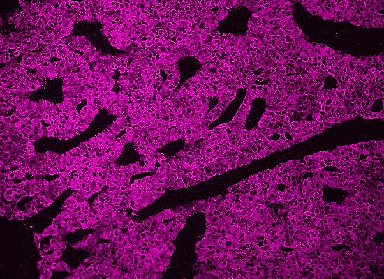 Fluorescent Dyes 7 Alexa 647