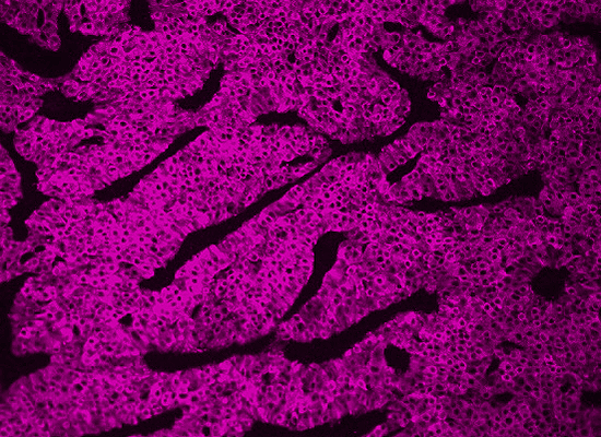 Fluorescent Dyes 8 Azdye 647