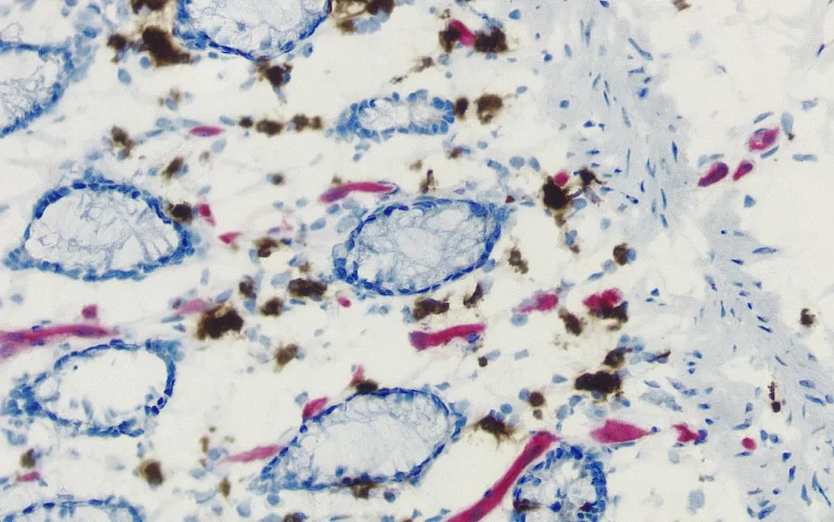 BR endogenous enzyme pic1 768x481 1