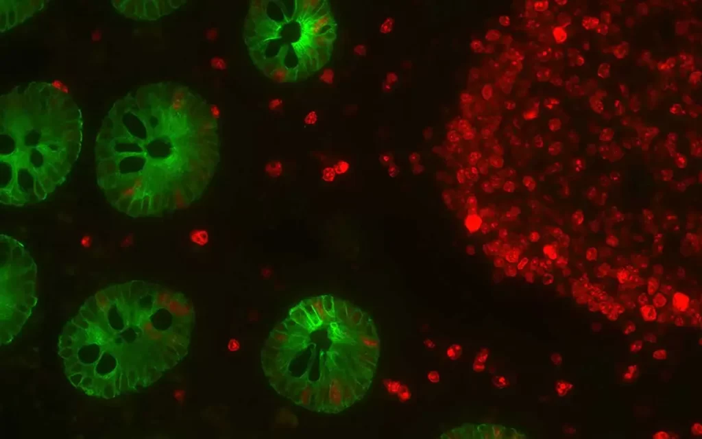 Fluorophore-Conjugated Secondaries 3 081616 31b MAbAE1AE3 RMabKi67 1600 1024x640 1