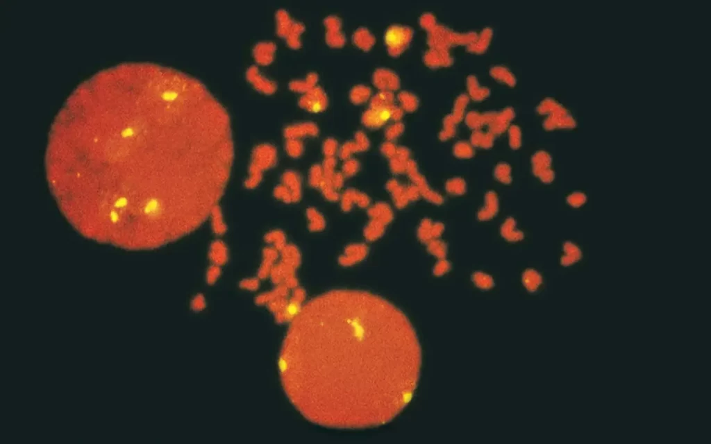 Antibodies to Tags & Labels 2 1 1024x640 1