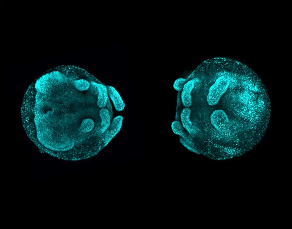 1 Embryos PhD 1000x786 1