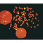 FastTag Fluorescein labeled pUC1.77 detected with Biotinylated Anti-Fluorescein and Fluorescein Avidin DCS, and counterstained with VECTASHIELD with PI.