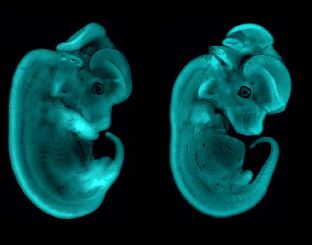 2 Embryos NCI 1000x786 1