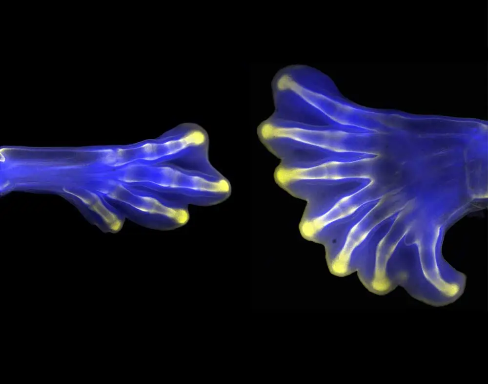 3 Hindlimbs Childrens 1000x786 1