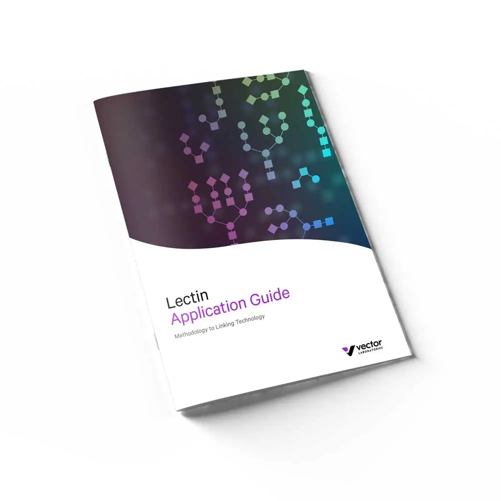 3D Mockup Lectin Guide 3D Mockup Lectin Guide