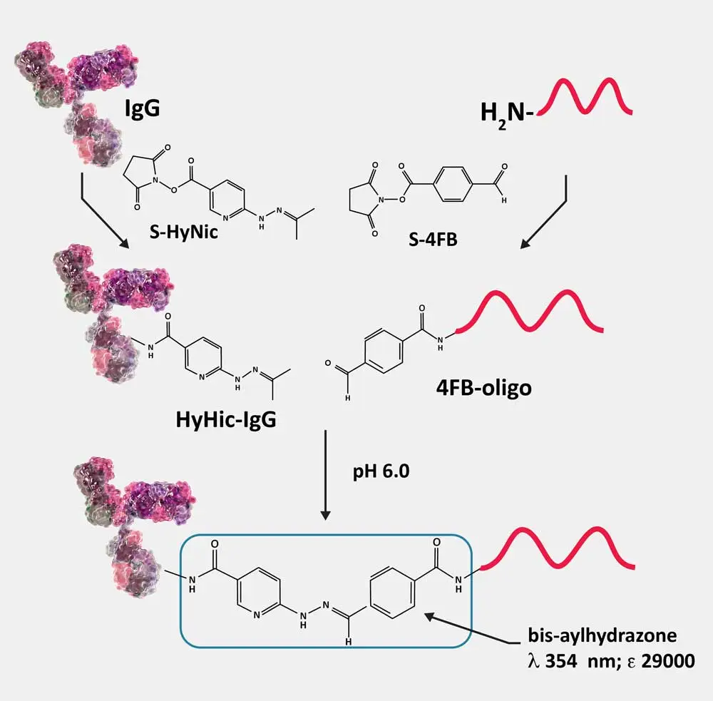 BisAryl Structure Image F 1