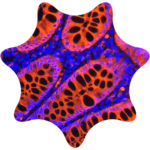 Cyanine Dyes 1