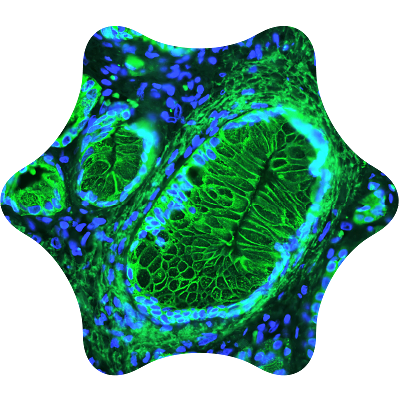 Fluorescence02 1