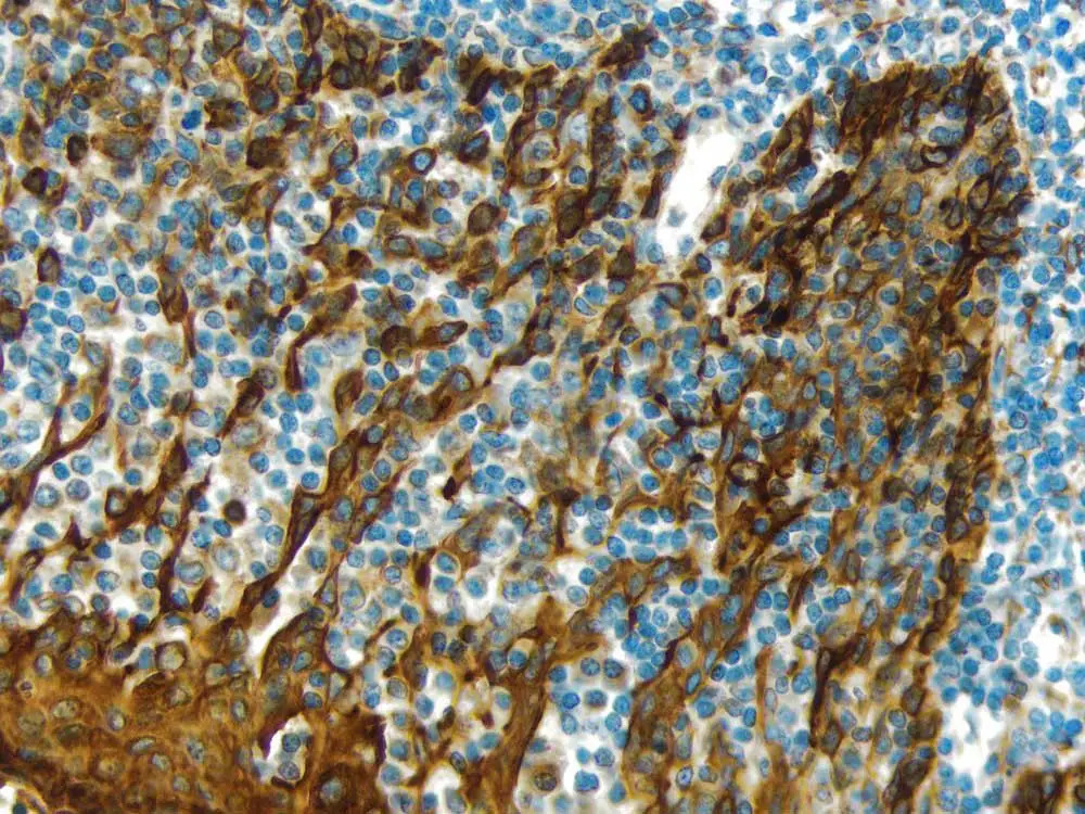H.3401a.1000x750