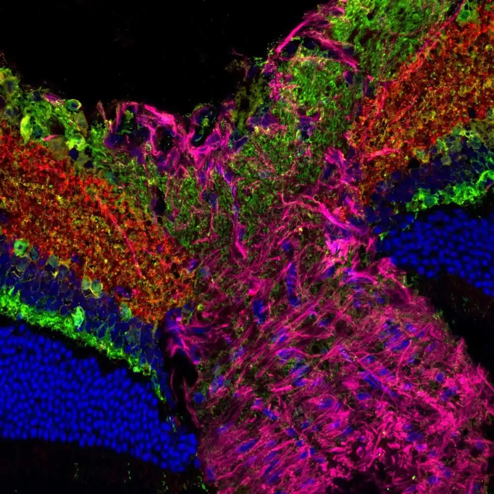 Image 3 MP3 GFAP magenta synapsin red PKCa green DAPI blue 40x ONH