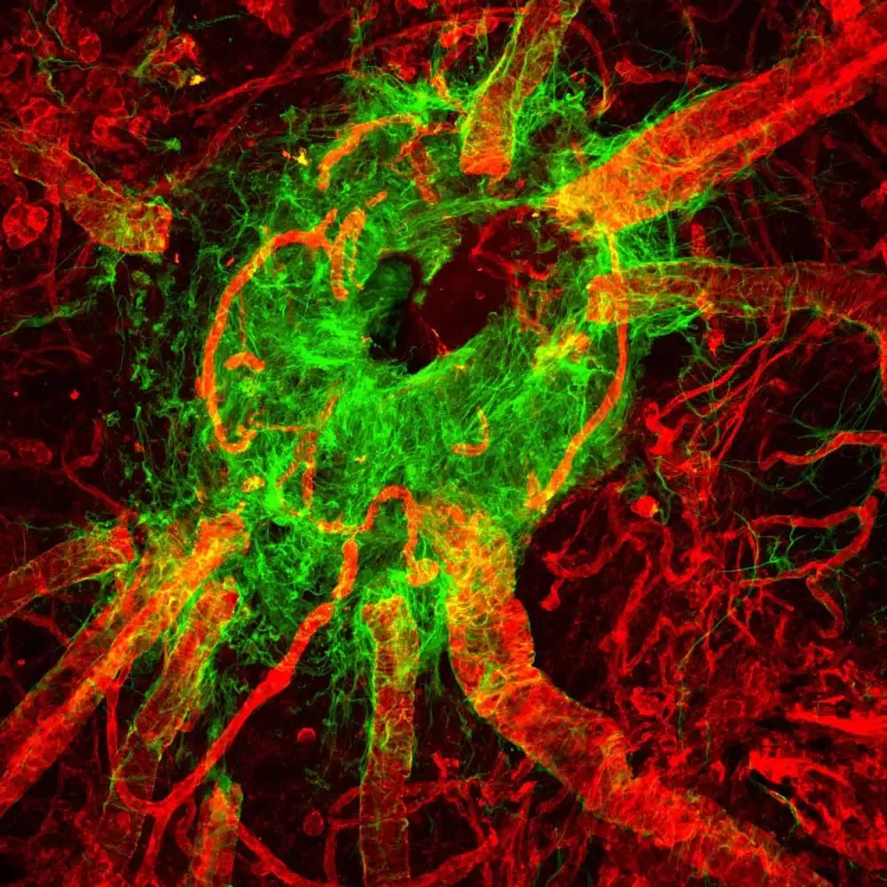 Image 4 MP4 Rat Retina FM ON lectin 555 GFAP 488 20x