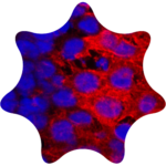 Ir dyes 1