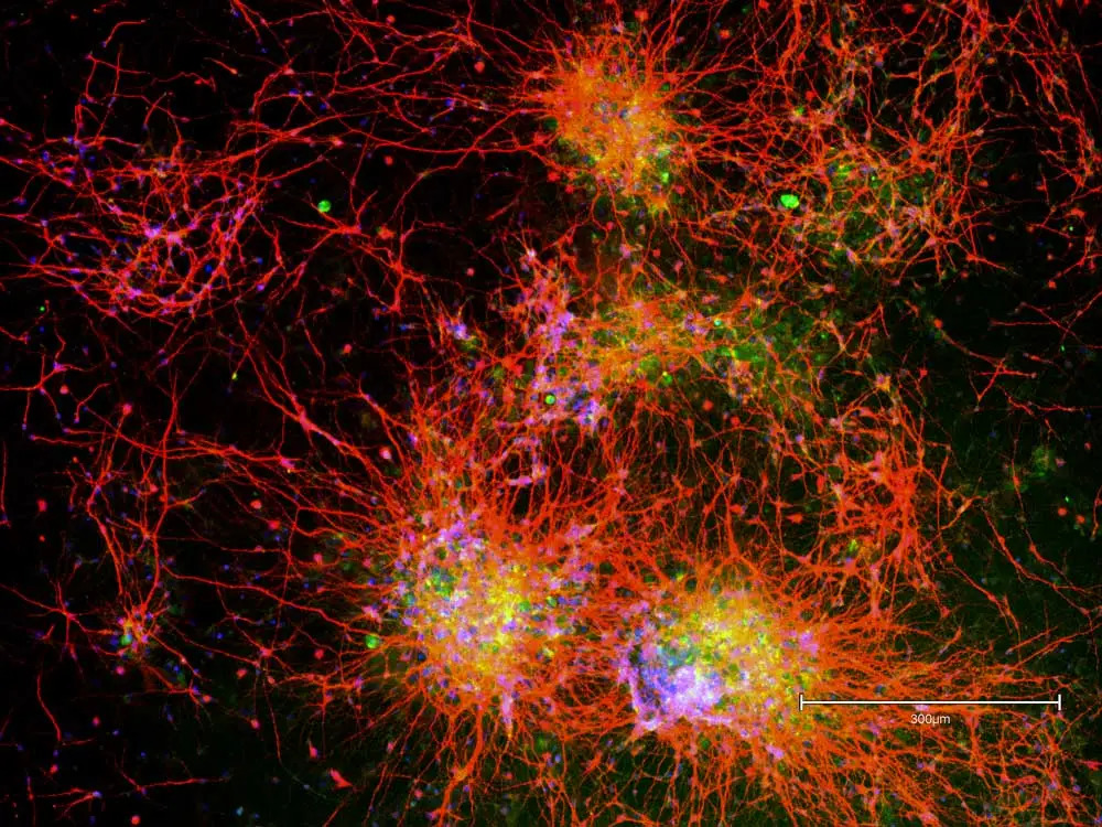 Jina Yi Vector LabsMicroscopy Contest