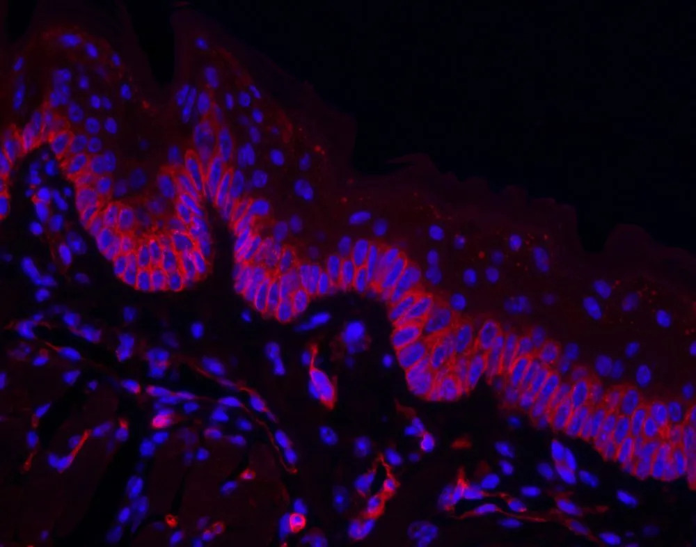 Lectins Image4 1000x786