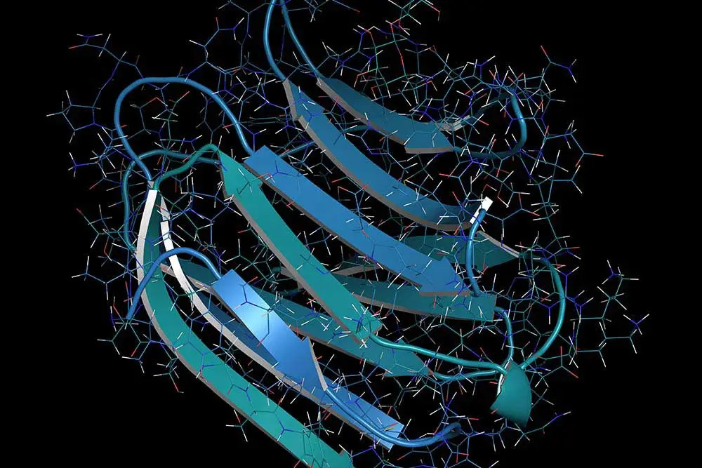 Lectins image 3 1000x677 Lectins image 3 1000x677