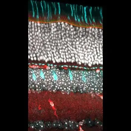 RetinaSlice 40x Actin PNA DAPI.black