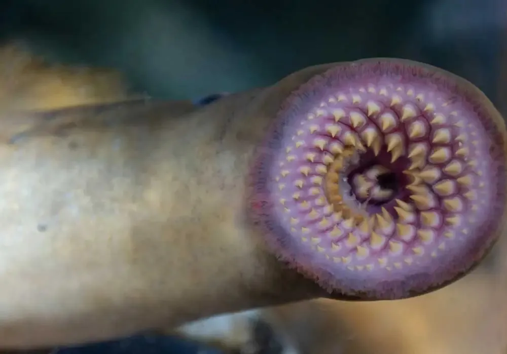 Sea.Lamprey