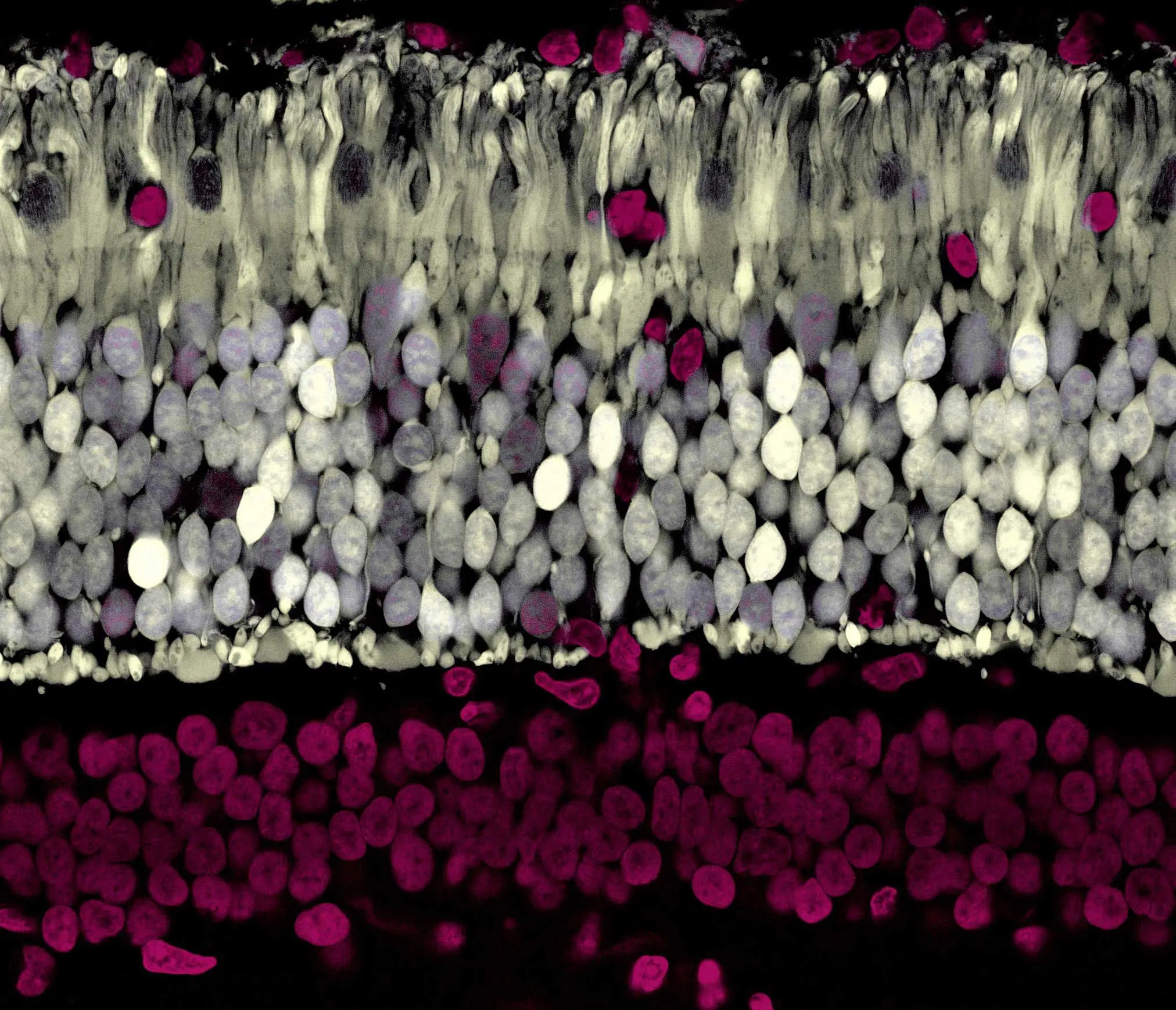 Tania.Seabrook.Primate Retina Seabrook Tania.Seabrook.Primate Retina Seabrook