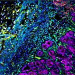 Histology Reagents 1 VectaPlex2 jpg