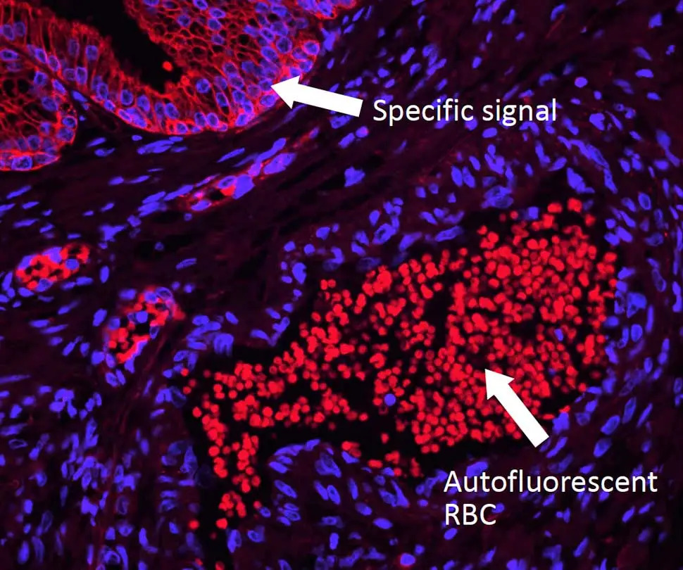Vector® TrueVIEW® Autofluorescence Quenching Kit | Vector Labs