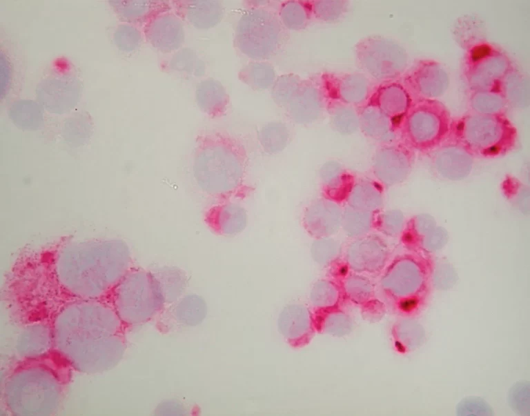 ABC Kits | Vector Labs