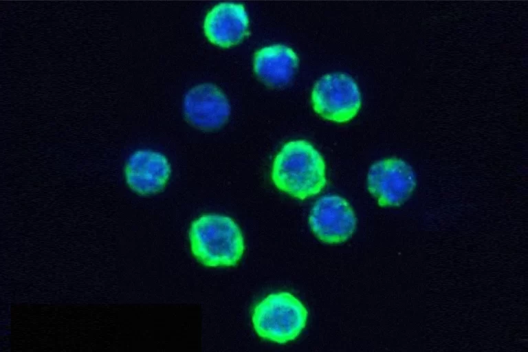 cancer recombinant anti CD20 768x512 1