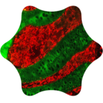 classic dyes fp 1