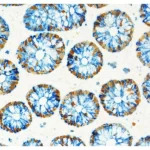 Human Colon: Mouse Anti-Ki67, ImmPRESS-HRP Anti-Mouse IgG, ImmPACT DAB EqV and Rabbit Anti-Cytokeratin ImmPRESS-AP Anti-Rabbit IgG, Vector Blue. Mounted in VectaMount Express Mounting Media