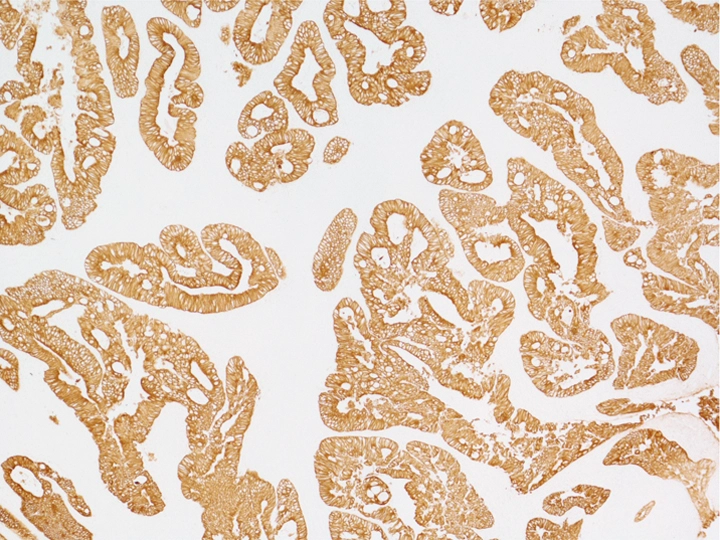Enzyme Substrates | Vector Labs