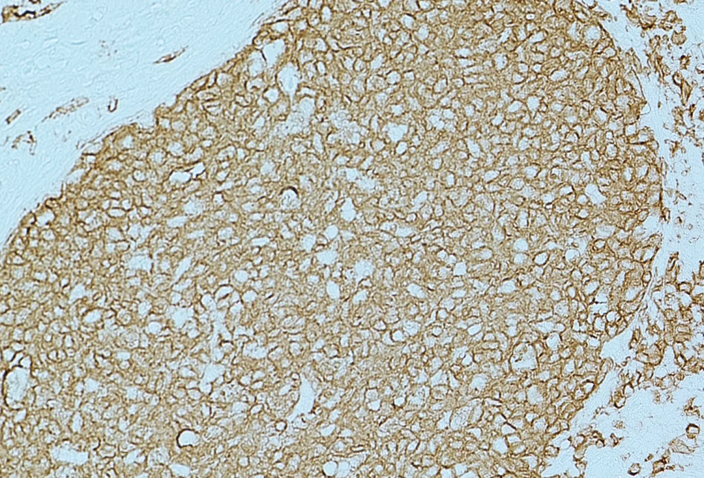 Enzyme Substrates | Vector Labs