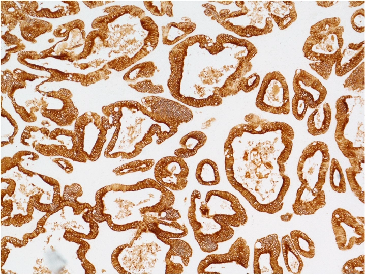 Enzyme Substrates | Vector Labs