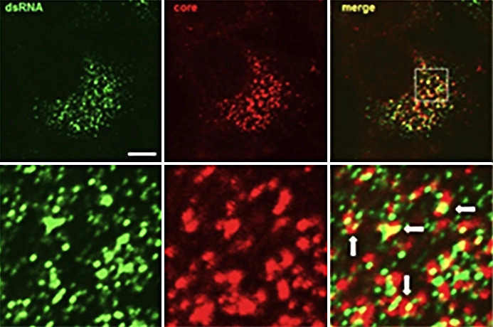 infectious disease SCICONS pic