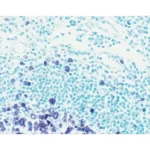 Tonsil section showing specific cell staining (purple, Vector VIP) with Vector Methyl Green (green) counterstain.
