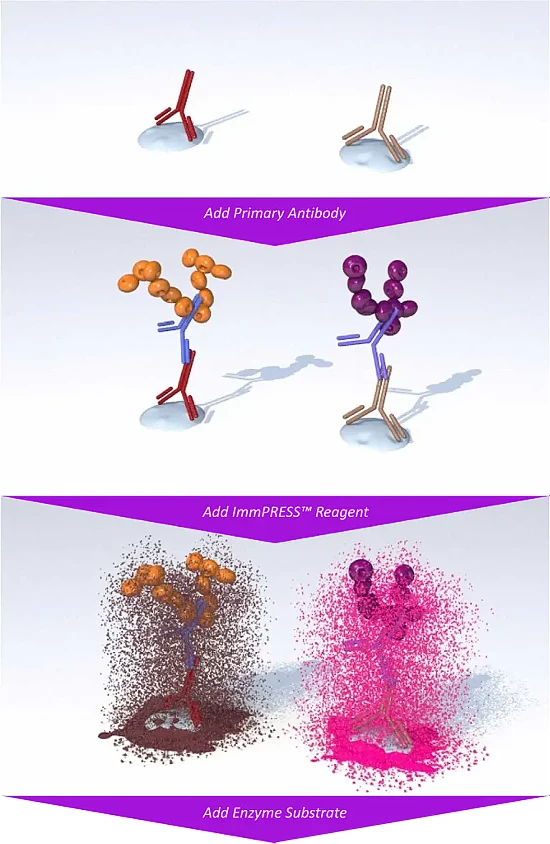 polymer sec antibodies Double