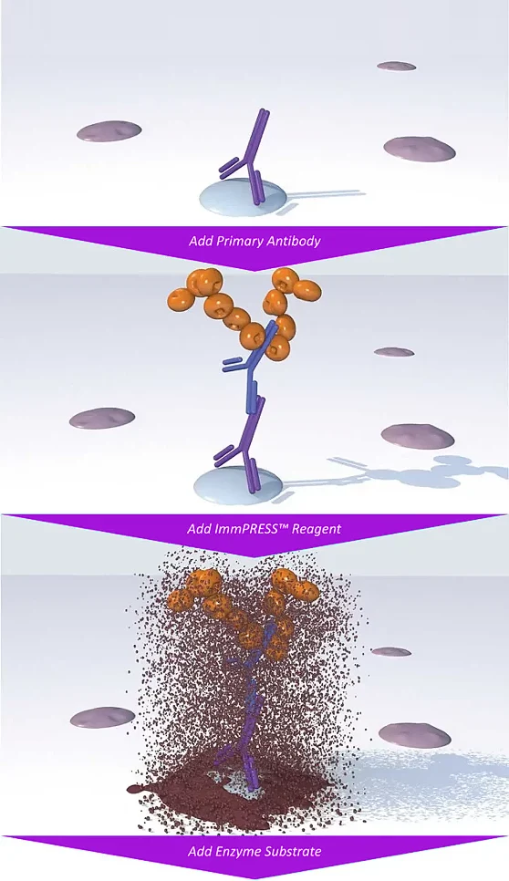 polymer sec antibodies One Step