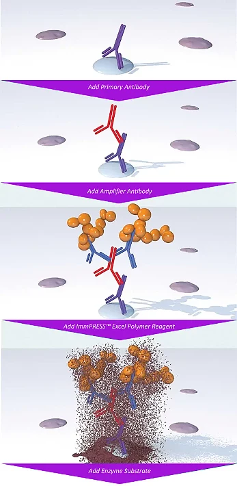 polymer sec antibodies Two Step