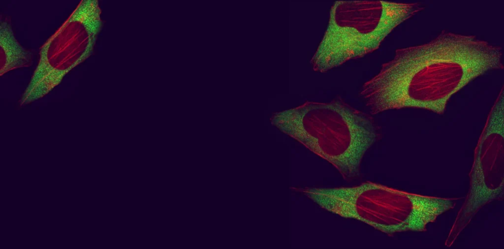 Primary Antibodies For Immunofluorescence And Immunohistochemistry