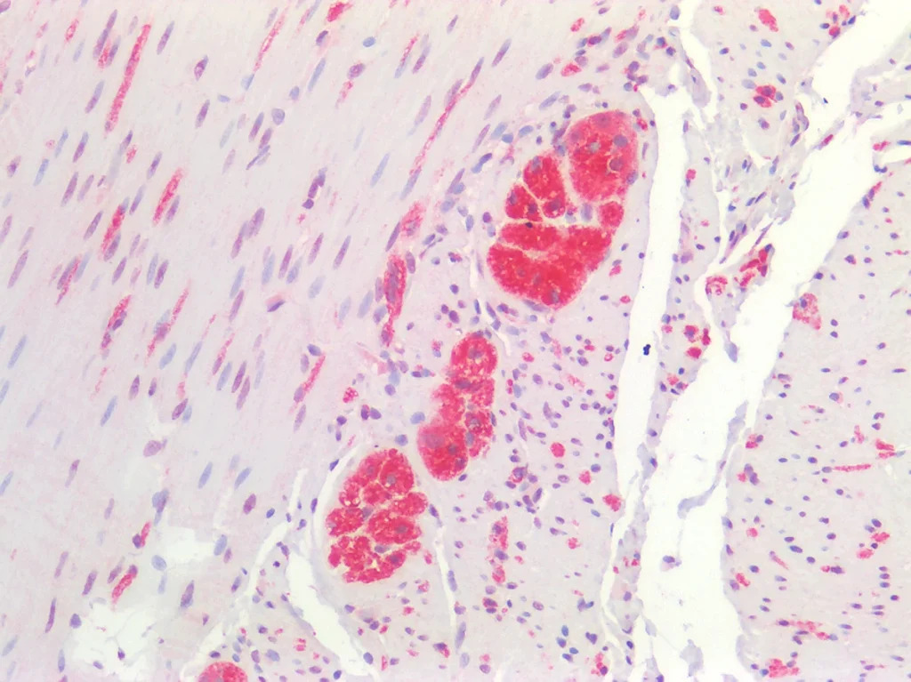 primary antibodies pic2 1024x767 1