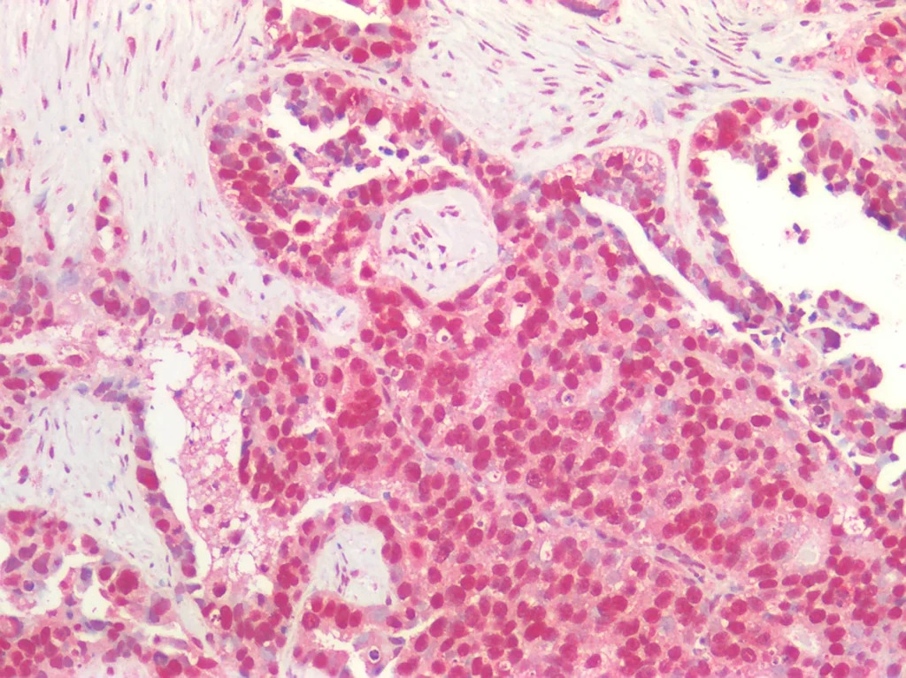 primary antibodies pic3 1024x767 1