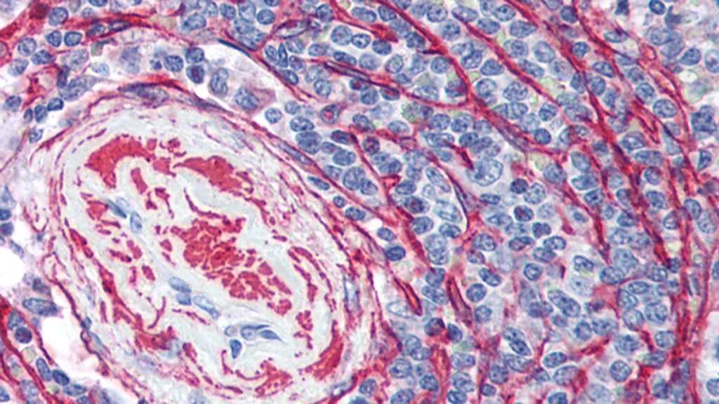 primary antibodies pic4