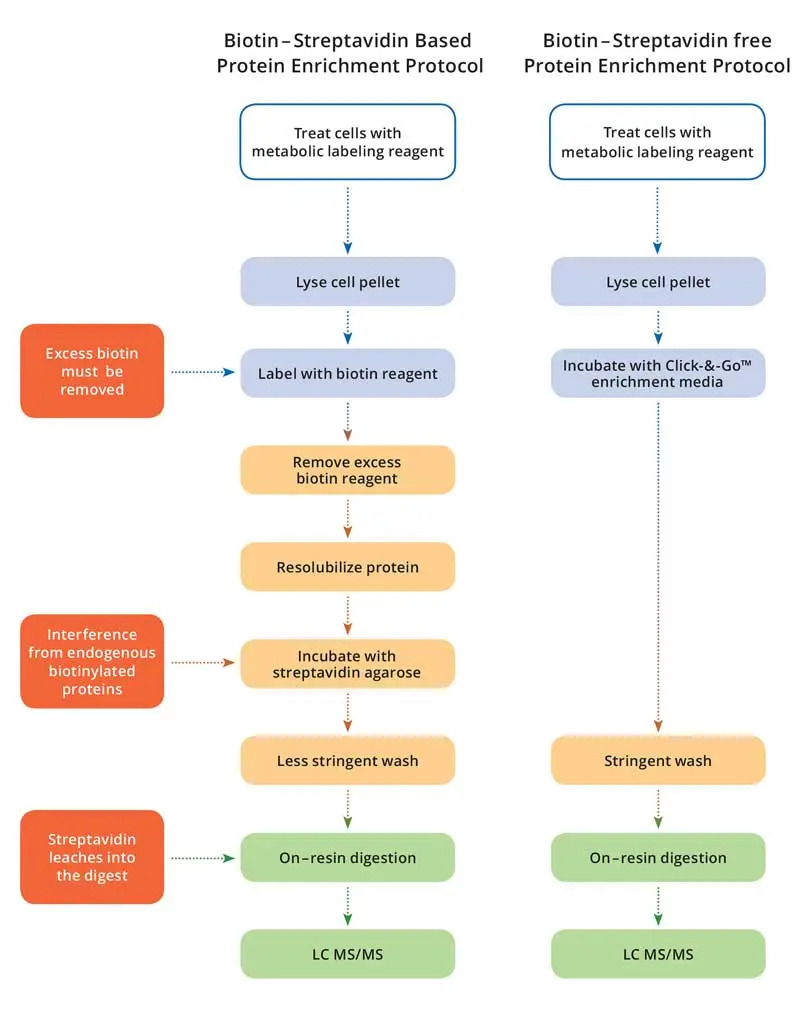 Click-&-Go® Protein Enrichment Kit 1 workflow non cleavable