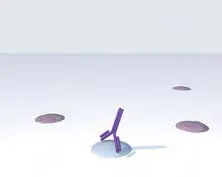 ImmPRESS® One-Step Polymer Systems 2 Immpress polymer kits Add Primary Antibody