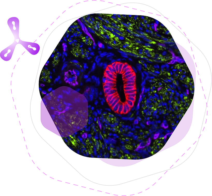 Immunofluorescence 16 if primary atibodies img