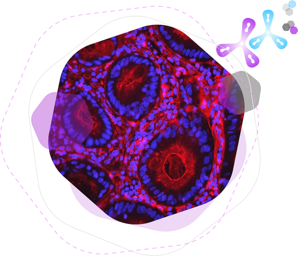 Immunofluorescence 17 if secondary atibodies img