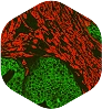 Immunofluorescence 3 if why icon 02