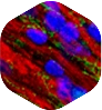 Immunofluorescence 7 if why icon 06