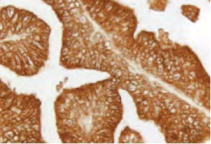 Enzyme Substrate Properties 2 image 50
